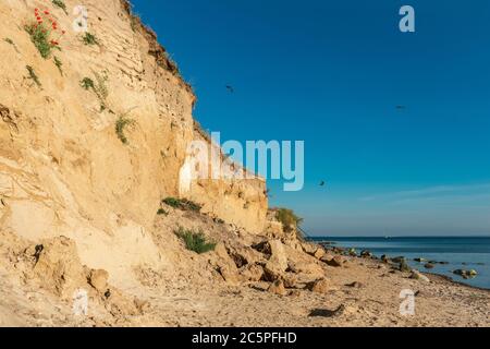 Schwalben fliegen an einem strahlenden Sommertag über den Kreidefelsen bei Klein Zicker auf der ostseeinsel Rügen Stockfoto