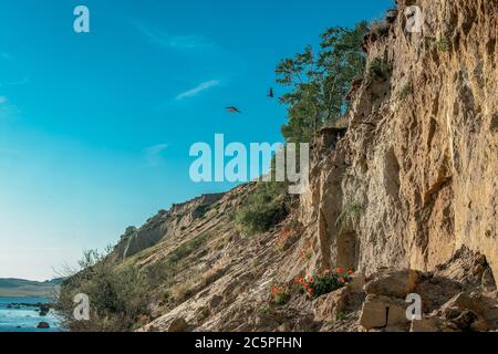 Schwalben fliegen an einem strahlenden Sommertag über den Kreidefelsen bei Klein Zicker auf der ostseeinsel Rügen Stockfoto