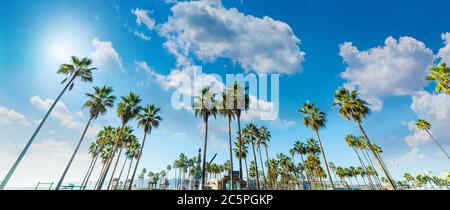 Hohe Palmen in Venice Beach in Los Angeles. Südkalifornien, USA Stockfoto