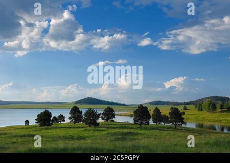 Apache-Sitgreaves National Forest AZ / AUG EIN blauer Himmel mit Altsummerwolken über einem Stand von Nadelbaum & Big Lake an einem späten Sommernachmittag. Stockfoto