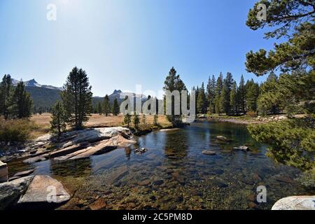 Tuolumne Fluss durch die sub alpine Tuolumne Wiesen, mit Bäumen und Bergen im Hintergrund im Yosemite Nationalpark, Kalifornien Stockfoto