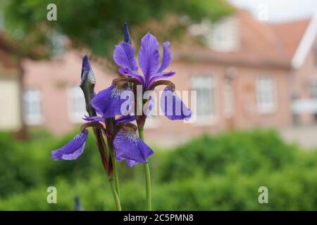 Nahaufnahme einer schönen blauen Iris vor einem alten Haus. Iris sibirica. Sibirische Iris. Sibirische Flagge Stockfoto