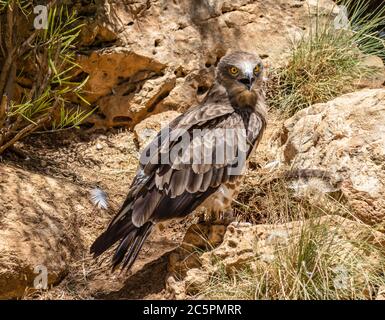Nahaufnahme eines Schlangenadlers, der in seinem Gehege in Jerusalem, Israel, Zoo ruht. Stockfoto