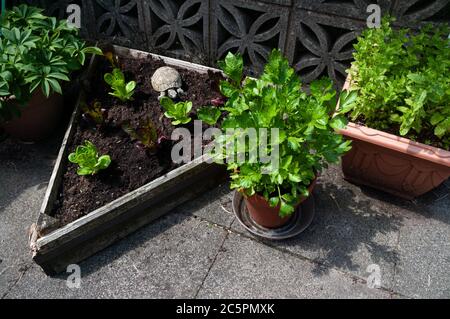 Sellerie wächst im Topf durch dreieckige Bett von Salatpflanzen und Minze wächst in einem Container. Schildkrötengarten Ornament von Salat. Stockfoto