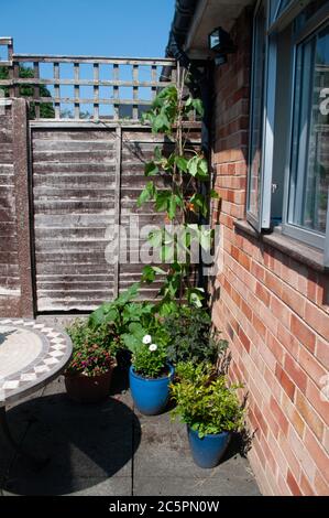 Auf der Gartenterrasse in Containern an Tisch und Stühlen wachsen Läuferbohnen, Zucchini oder Sellerie. Stockfoto