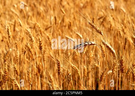 Reife große goldene Ähren aus Weizen vor dem gelben Hintergrund des Feldes. Nahaufnahme der Natur. Die Idee einer reichen Sommerernte. Stockfoto