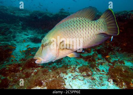 Buckelwal (Cheilnus undulatus), Malediven Stockfoto