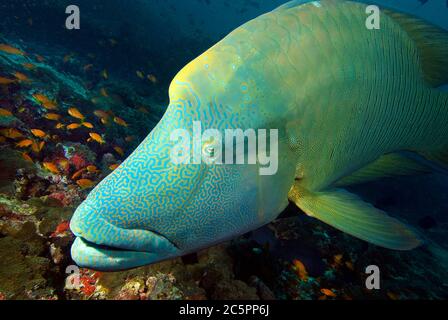 Napoleon-Lippfisch (Cheilnus undulatus), Malediven Stockfoto