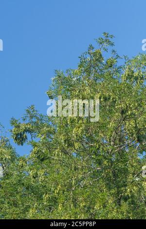 Blätter und 'Schlüssel' einer Aschenbaum / Fraxinus excelsior gegen blauen Sommerhimmel. Ascheschlüssel wurden als Nahrung eingelegtes und als Heilpflanze in Kuren verwendet. Stockfoto