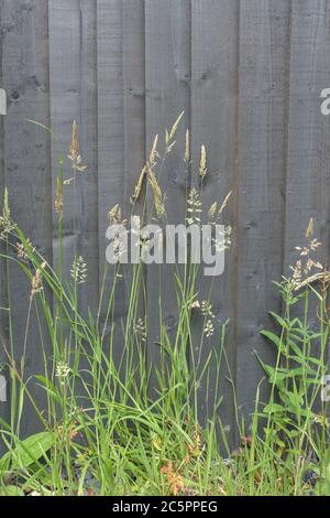 Gräser blühen im Sommer, neben dunklem Gartenzaun. Stockfoto