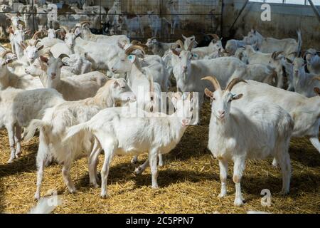 Viele Ziegen auf einer Ziegenfarm. Viehzucht für Ziegenmilch Milchprodukte Stockfoto