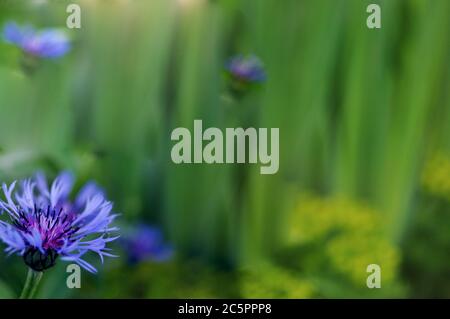 Blauer Laubbläufer im grünen Gras Stockfoto