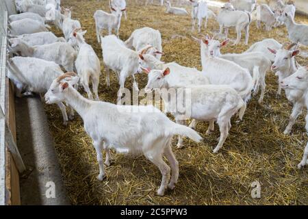 Viele weiße Ziegen auf dem Bauernhof. Ziegenanbau für die Milchproduktion. Viehzucht Stockfoto