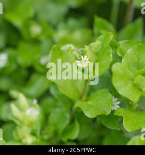 Makroaufnahme von Chickweed / Stellaria Medien, die im Feld wachsen. Common UK Weed einmal als Heilpflanze für pflanzliche Heilmittel verwendet. Auch essbar. Stockfoto