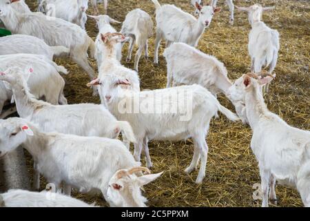 Viele weiße Ziegen auf dem Bauernhof. Ziegenanbau für die Milchproduktion. Viehzucht Stockfoto