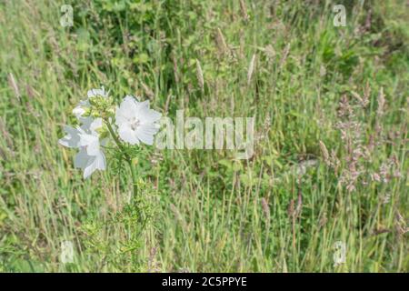 Weiße Blütenform von Moschusmalve / Malva moschata. Wahrscheinlich Variante M. moschata alba eher als wahre M. Ehemalige Heilpflanze für Kräuter Kuren verwendet Stockfoto
