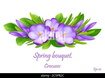 Der erste Frühling blüht Krokus. Frühling duftende Blüten von Krokus und grünem Gras. Frühling hell florale Komposition / Bouquet. Sanftes Symbol des Sprotte Stockfoto