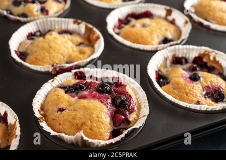 Muffins mit schwarzen Johannisbeeren im Backblech, süßes Dessert, ausgewählter Fokus enge Schärfentiefe Stockfoto