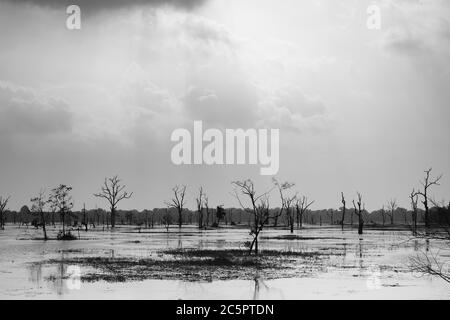 Tote Bäume im Jayatataka Baray (Stausee) in Angkor, Kambodscha Stockfoto