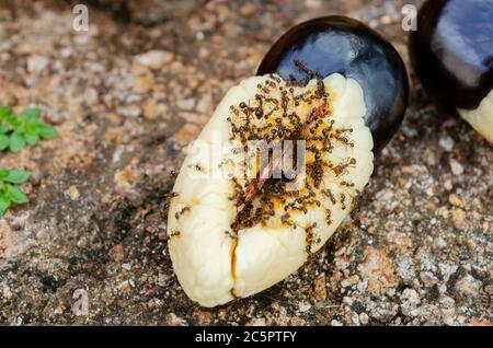 Ameisen Essen Ackee Stockfoto