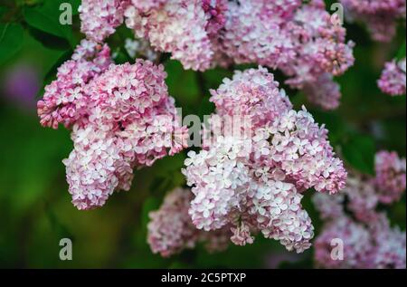 Blühende rosa Flieder im Garten. Geringe Schärfentiefe. Selektiver Fokus. Stockfoto