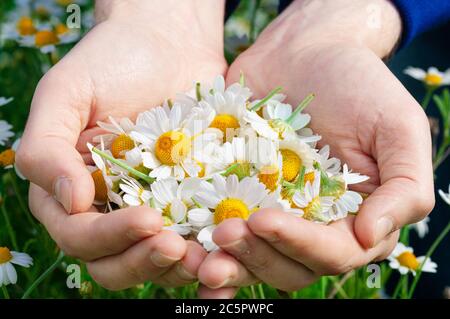 Menschenpalmen mit frischen Apothekenkamillenblumen an sonnigen Sommertagen, Nahaufnahme. Eine volle Handvoll Kamille auf Lichtung von Kamillen Hintergrund Stockfoto