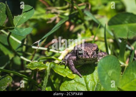 Brauner Frosch sitzt auf Blättern in einem Wald und blickt mit seinen dunkelbraunen Augen in die Kamera Stockfoto