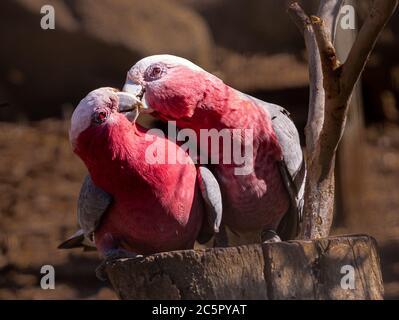 Ein paar Galassen (Eolophulus roseicapilla) auf einem Baumstumpf Stockfoto