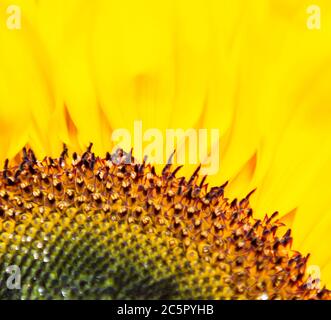Sonnenblume im Detail Stockfoto