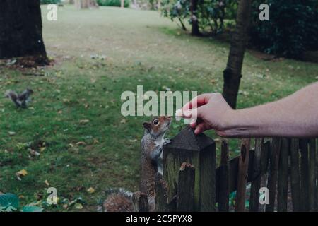 Mann, der ein Stück Brot einem Eichhörnchen in Holland Park, London, Großbritannien, füttert. Stockfoto