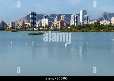 Flamingos in den Salzseen, die "Las Salinas" genannt werden, mit Wolkenkratzern und Bergen im Hintergrund, die sich im Wasser spiegeln, Calpe, Costa Blanca, Spanien Stockfoto