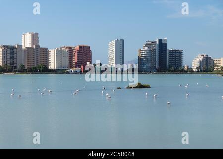 Flamingos in den Salzseen, die 'Las Salinas' genannt werden, mit Wolkenkratzern im Hintergrund, die sich im Wasser spiegeln, Calpe, Costa Blanca, Spanien Stockfoto