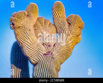 Cristate saguaro Kaktus in westlichen Ausläufern des Four Peaks Mountain, Tonto National Forest, Arizona. Stockfoto