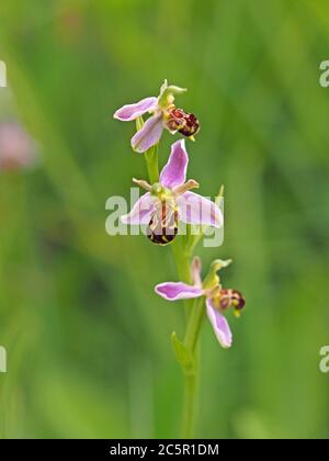 Zarte rosa braune gelbe Blüten der Bee Orchid (Ophrys apifera) auf Blütenspieß heben sich von grünen feuchten Wiese in North Yorkshire, England, UK Stockfoto