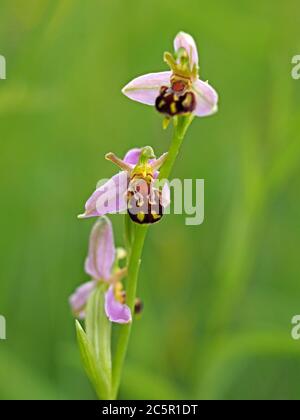 Zarte rosa braune gelbe Blüten der Bee Orchid (Ophrys apifera) auf Blütenspieß heben sich von grünen feuchten Wiese in North Yorkshire, England, UK Stockfoto