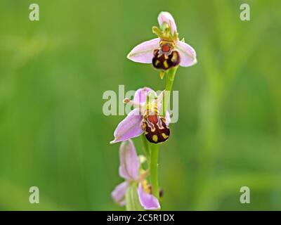 Zarte rosa braune gelbe Blüten der Bee Orchid (Ophrys apifera) auf Blütenspieß heben sich von grünen feuchten Wiese in North Yorkshire, England, UK Stockfoto