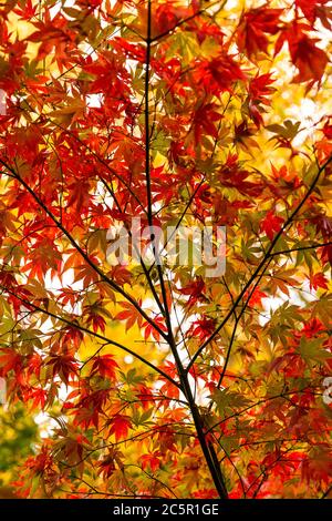 Bunte Herbst Acer Blätter auf einem Zweig Stockfoto