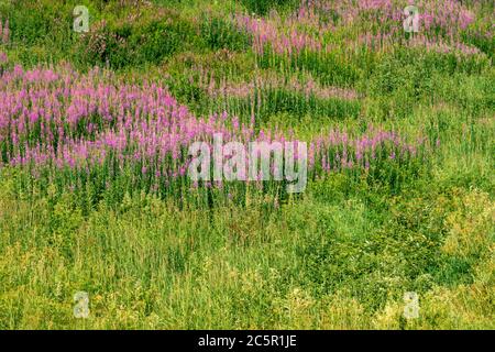 Blooming Sally. Felder blühenden Weidenkräuter im Sommer sonnigen Tag Stockfoto