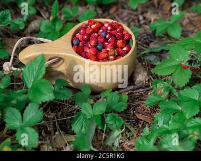 Holzbecher mit wilden Erdbeeren im Wald. Traditionelle finnische Holzbecher Kuksa mit Waldbeeren auf der Erdbeerlichtung. Stockfoto