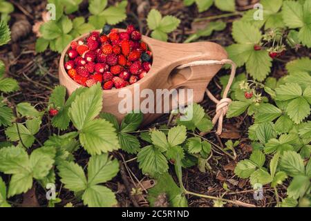 Holzbecher mit wilden Erdbeeren im Wald. Traditionelle finnische Holzbecher Kuksa mit Waldbeeren auf der Erdbeerlichtung. Stockfoto
