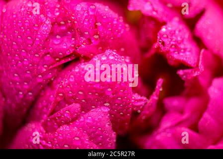 Nahaufnahme der Pfingstrose. Pfingstrosen Blätter in Regentropfen aus der Nähe. Pfingstrose Blätter Nahaufnahme. Pfingstrose. Selektiver Fokus auf Pfingstrose. Stockfoto