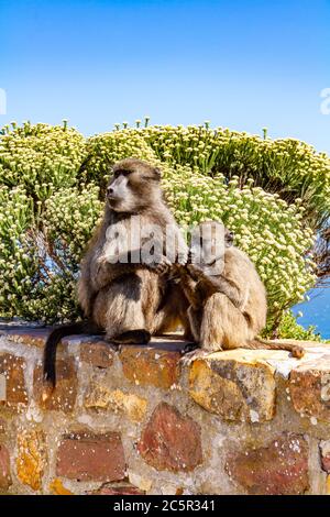 Eine Mutter und ein Baby Pavian an einer Wand, am Cape Point in Südafrika Stockfoto