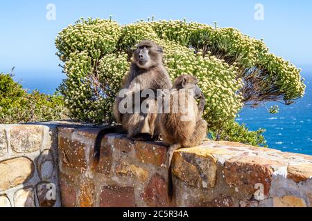 Eine Mutter und ein Baby Pavian an einer Wand, am Cape Point in Südafrika Stockfoto