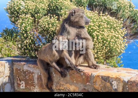 Eine Mutter und Baby Baboon sitzen an einer Wand, am Cape Point in Südafrika Stockfoto