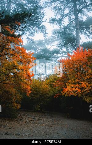 Majestätische Bäume in einem Bergtal im Herbst an einem nebligen Tag. Dramatische und malerische Natur. Rote und gelbe Blätter. Ein Weg in einem Bergwald. Stockfoto