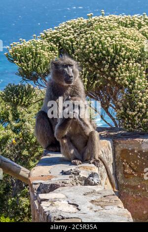 Zwei Paviane sitzen an einer Wand in der Nähe von Cape Point in Südafrika Stockfoto