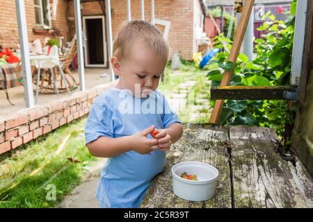 Der Junge hält in seinen Händen eine reife Erdbeere Stockfoto