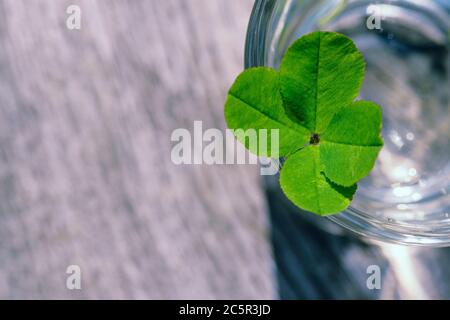 Kleeblatt mit vier Blättern. Nahaufnahme des grünen Klees. Vier Blatt Klee Hintergrund für viel Glück. Stockfoto