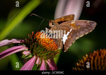 Ein silberfarbener Skipper genießt den Nektar aus einer Konelblume. Stockfoto