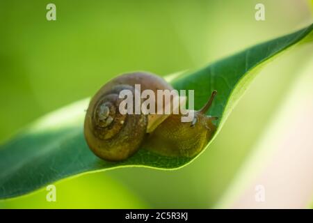 Eine asiatische Tramp Schnecke lebt auf dem Rand ... eines Blattes. Stockfoto